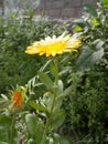 MarigoldPlants